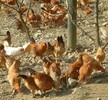 安徽滁州雞苗品種)雞苗免疫程序表