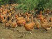 海西土鸡苗种蛋、安徽鸡苗厂家推荐咨询
