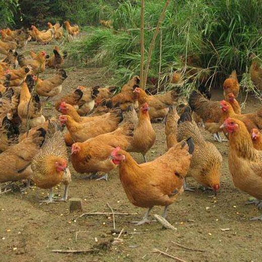 海西土鸡苗种蛋、安徽鸡苗厂家推荐咨询