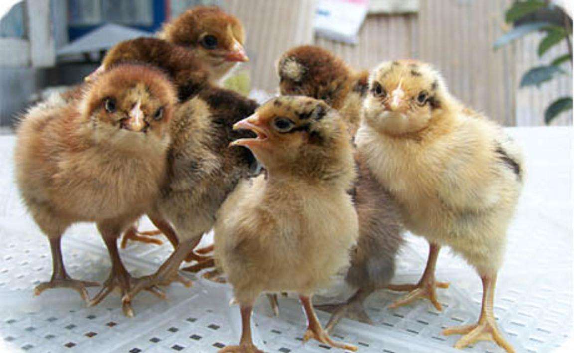 西宁鸡雏孵化器-鸡苗塑料网床价格