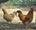 养殖技术滨海新区土鸡苗孵化公司鸡苗箱咨询方式