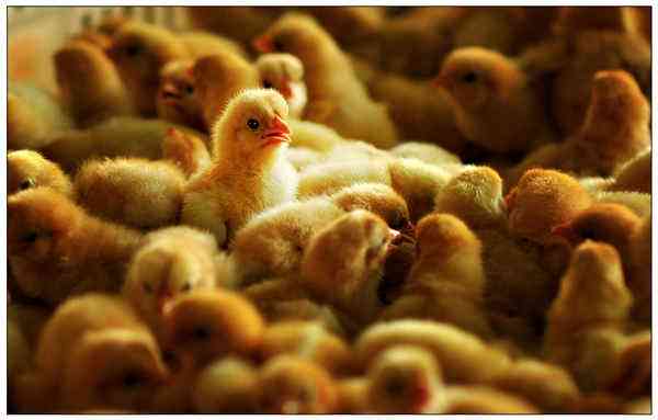 养殖技术泰州鸡苗附近卖家保温鸡苗用空调孵化厂家