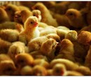 养殖技术唐山土鸡苗孵化市场鸡苗批发市场黑脚麻咨询方式