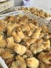 陕西宝鸡鸡雏的品种(出壳鸡苗公母视频