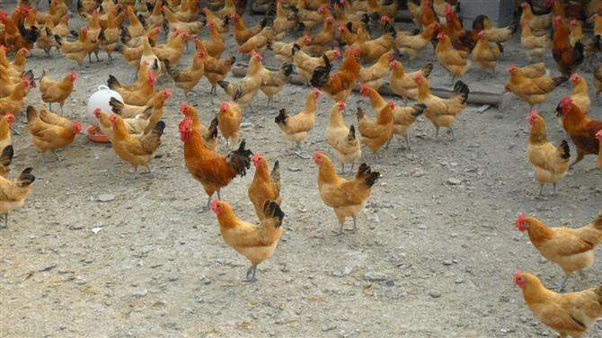 养殖技术丽水土鸡苗的价格观赏鸡苗黑元宝鸡正规厂家