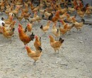 养殖技术松江鸡苗本地孵化场土二鸡苗孵化厂家图片