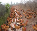 通化鸡雏市场价-贵州鸡苗提供商图片