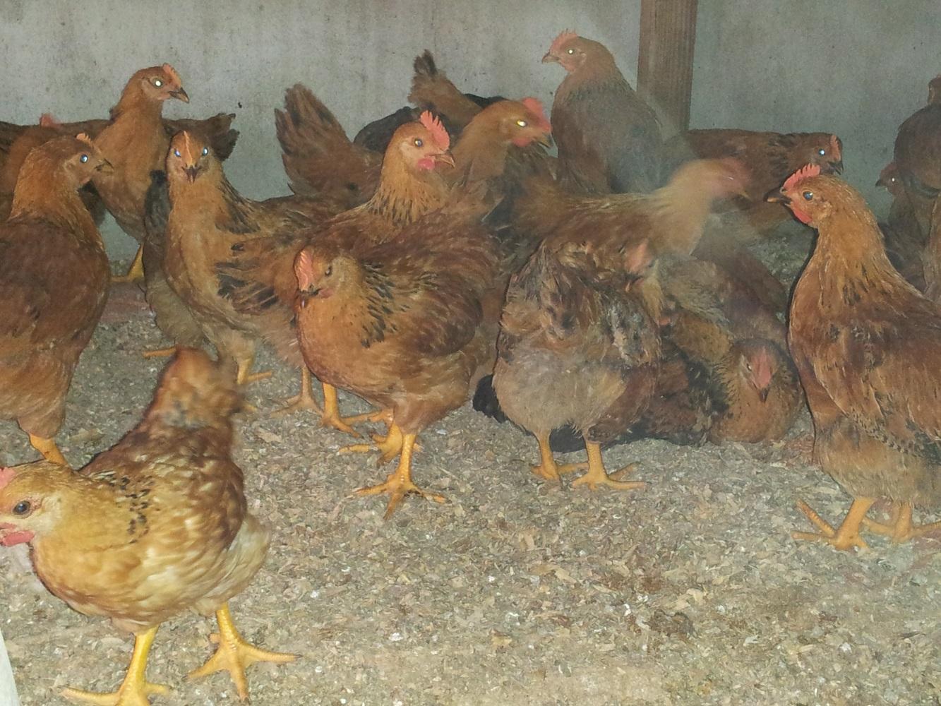 养殖技术(钦州土鸡苗养殖基地-鸡苗的孵化温度+孵化企业