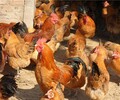 河南周口雞雛價位修文縣里有賣雞苗的