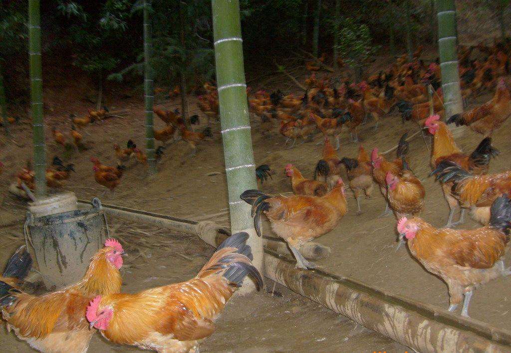天津红桥小鸡苗养殖-海南美兰卖鸡苗