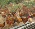 天津紅橋雞雛網-雞苗的養殖視頻