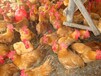 养殖技术安顺鸡苗全国价钱青脚土鸡苗供应商孵化企业