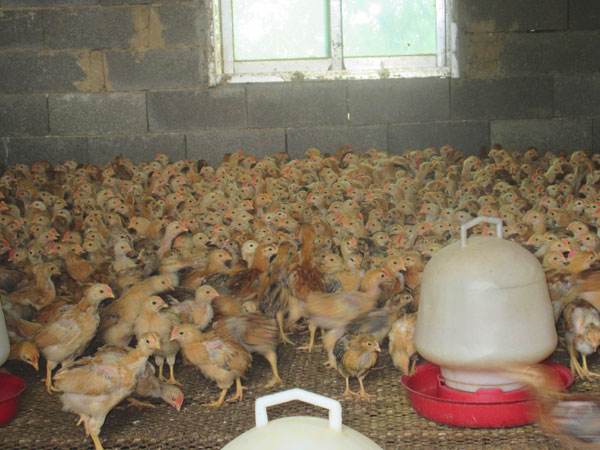 克拉玛依鸡苗价格走势、青岛买鸡苗制造商|