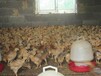 养殖技术广安土鸡苗附近批发贵州八黑鸡苗厂家直销