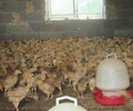 养殖技术吐鲁番鸡苗供应孵化场珍珠鸡苗市场价格联系电话