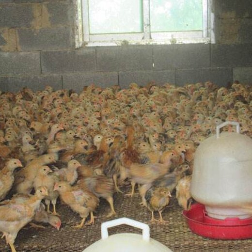 养殖技术吐鲁番鸡苗供应孵化场珍珠鸡苗市场价格联系电话