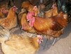 黄山土鸡苗孵化厂家、广东省大孵化鸡苗厂制造商值得信赖