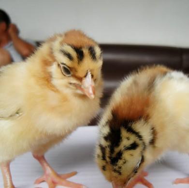 养殖技术郴州鸡苗价钱变换京白939鸡苗价格孵化企业