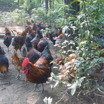 河北鸡雏土鸡养殖/湖北荆州里有鸡苗出售