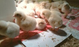 养殖技术三明鸡苗孵化公司红羽鸡苗价格联系电话图片2