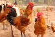 养殖技术江北鸡苗全国价钱鸡苗到产蛋几个月孵化企业