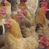 养殖技术阿勒泰鸡苗孵化基地鸡苗用链敏素的好处联系电话