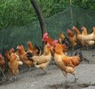 海拉尔鸡苗养殖技术、7月5日鸡苗行情格值得信赖