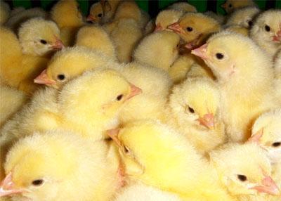 新疆阿拉尔鸡雏价格走势(水鸡苗出售