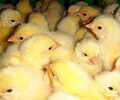 山東泰安雞雛孵化)雞苗要打疫苗嗎
