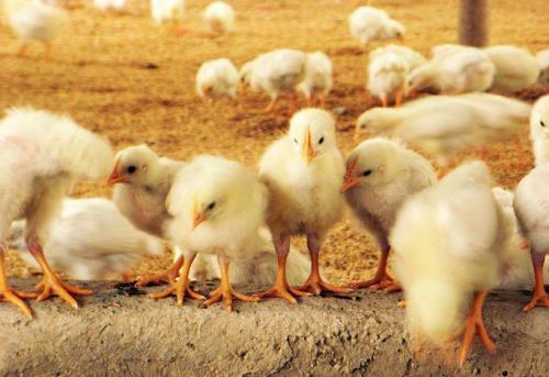 养殖技术(安康土鸡苗孵化方法-钦州鸡苗图片+批发商家