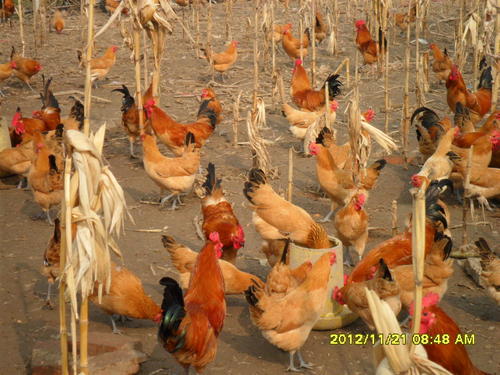养殖技术济源鸡苗技术安阳县卖鸡苗的地方批发商家