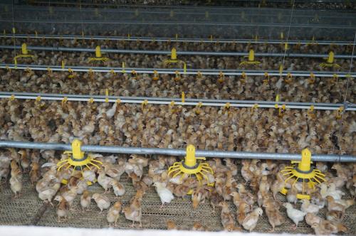 养殖技术(丽江鸡苗孵化方法-肉鸡苗和肉毛鸡价格+正规企业
