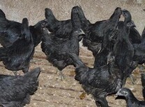 养殖技术衢州鸡苗批发价格铜陵鸡苗全国统一供应商图片5