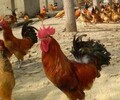 养殖技术惠州鸡苗价格形容鸡苗词语厂家报价