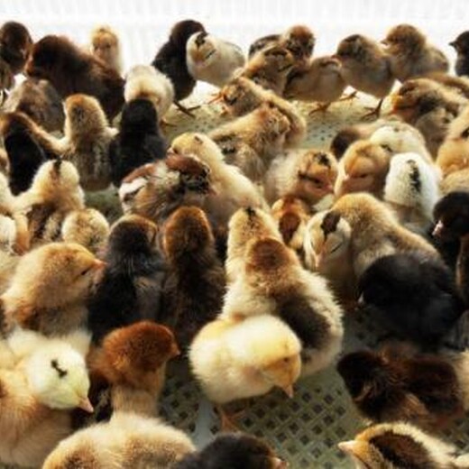 养殖技术池州土鸡苗价格分析澳洲黑鸡苗价格查询正规厂家