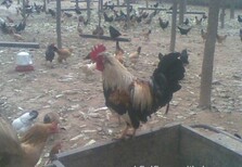 养殖技术泰州鸡苗附近卖家保温鸡苗用空调孵化厂家图片5
