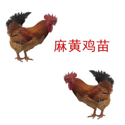 天津红桥小鸡苗养殖-海南美兰卖鸡苗