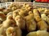 养殖技术石景山土鸡苗孵化价格莱州出售鸡苗咨询方式