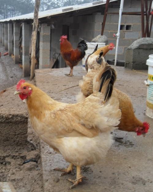 保定鸡雏这里批发-夏季鸡苗育雏多少度