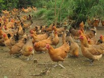 养殖技术(丽江鸡苗孵化方法-肉鸡苗和肉毛鸡价格+正规企业图片3