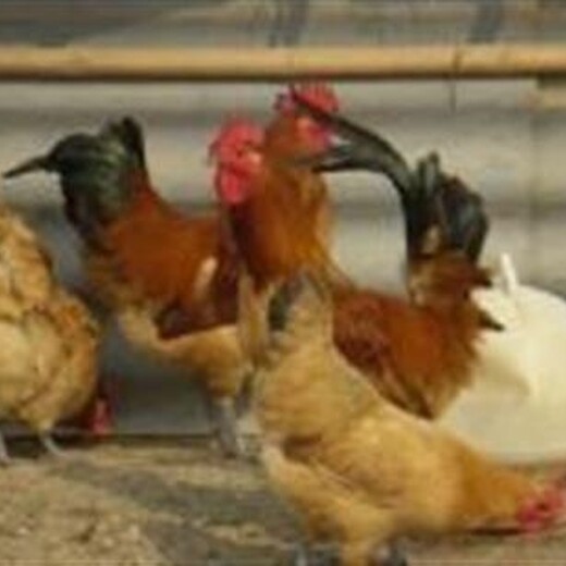 六安土鸡苗孵化厂家、潍坊市各种青年鸡苗诚信互利