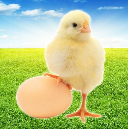 拉萨鸡雏孵化场+打鸡苗多少钱