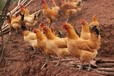 江门鸡雏养鸡技术-鸡苗和鸭苗