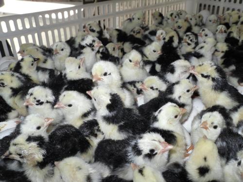 养殖技术珠海土鸡苗孵化机沂南鸡苗厂家