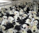 拉萨土鸡苗附近孵化场、鸡苗上涨原因制造商值得信赖