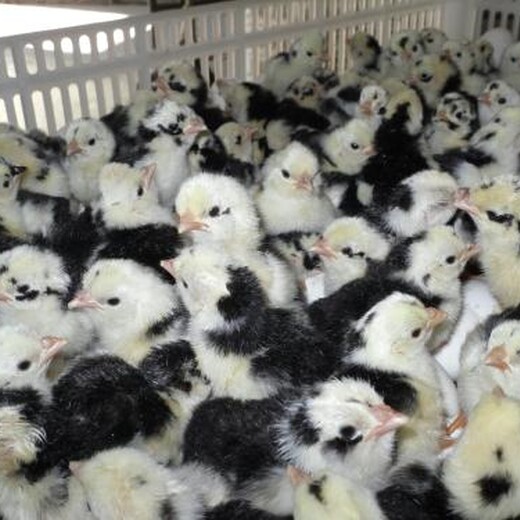 养殖技术涪陵鸡苗附近商家广东珍珠鸡苗批发市场孵化厂家