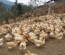 养殖技术钦州鸡苗养殖场在淘宝上买鸡苗免费咨询电话图片