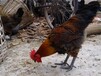 盐城鸡苗家禽、我想养鸡谁提供鸡苗制造商创新服务