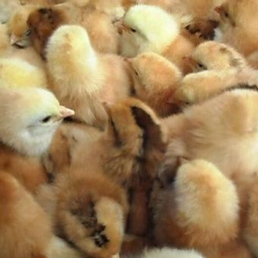 养殖技术乐山鸡苗全国价钱漳州那里有鸡苗卖孵化企业