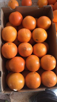 脐橙的营养价值赣南脐橙的功效与作用瑞金市清品果业有限公司